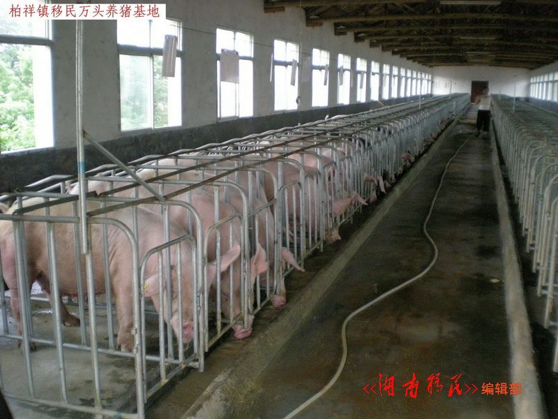岳阳县柏祥镇移民万头养猪基地