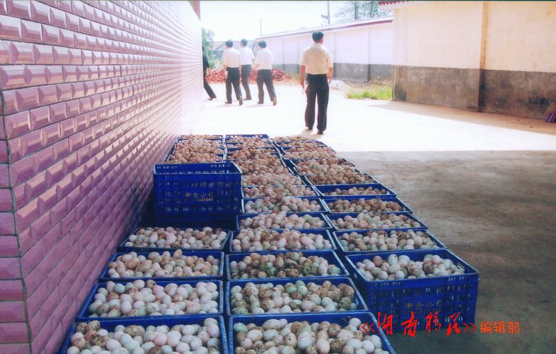 衡东县移民鸭蛋加工厂