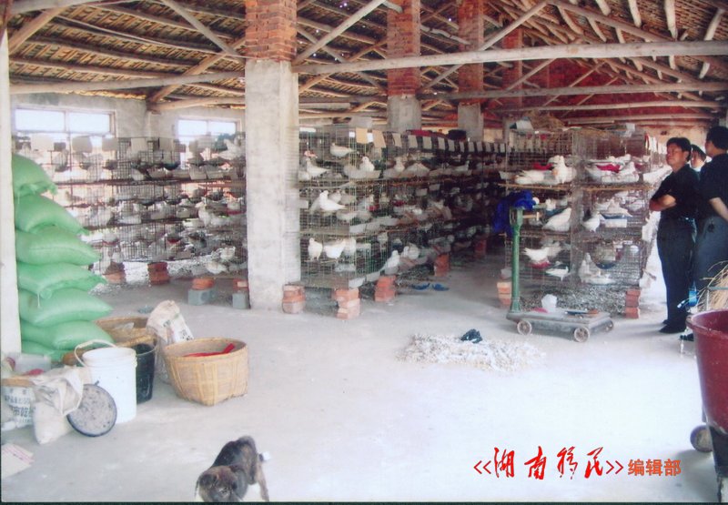 库区移民新建的乳鸽饲养基地