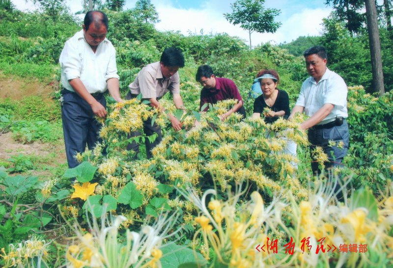 溆浦县移民局干部帮助移民采摘金银花