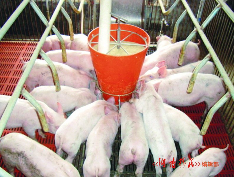 欧阳海库区桂阳县移民养殖的良种猪