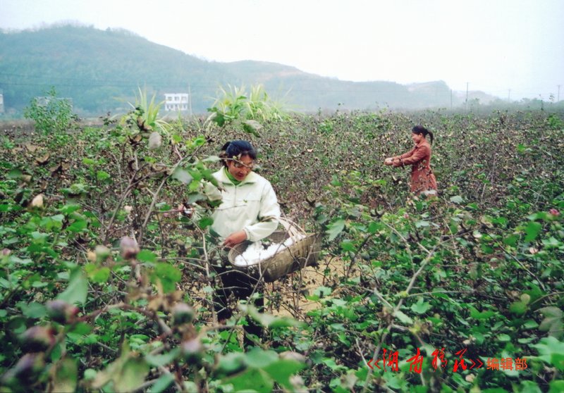 衡阳县樟树乡罗洪村三峡移民在喜摘棉花