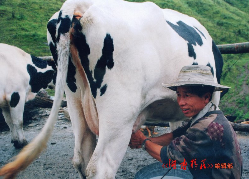 城步县移民饲养的奶牛