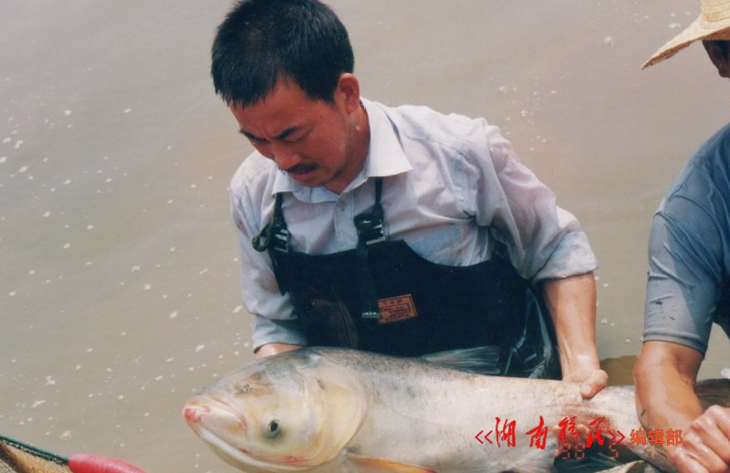 库区移民养殖的良种鱼喜获高产