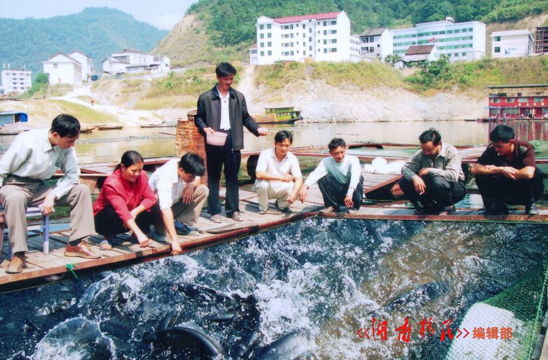 安化县柘溪镇移民养殖的叉尾回喜获高产