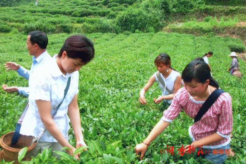 安化库区移民夏球喜创办的“银币茶”种植基地