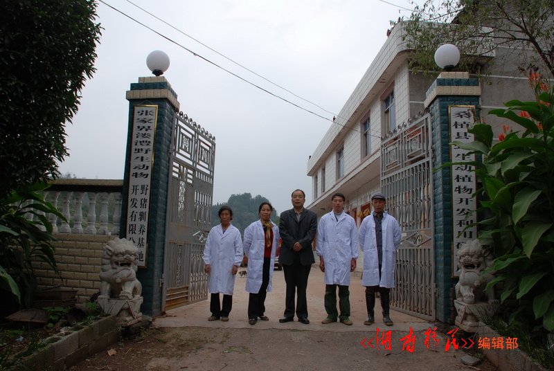 桑植县移民杜菊英创办的溇澧野猪开发基地