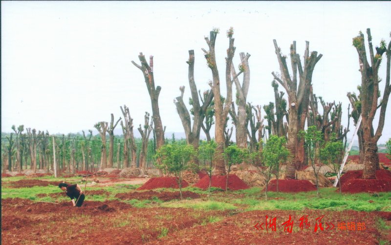 库区移民创办的花卉苗木基地