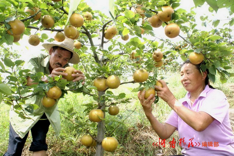 白云库区毛坪村移民杨述兰种植的27亩“沙梨王”年收4万元