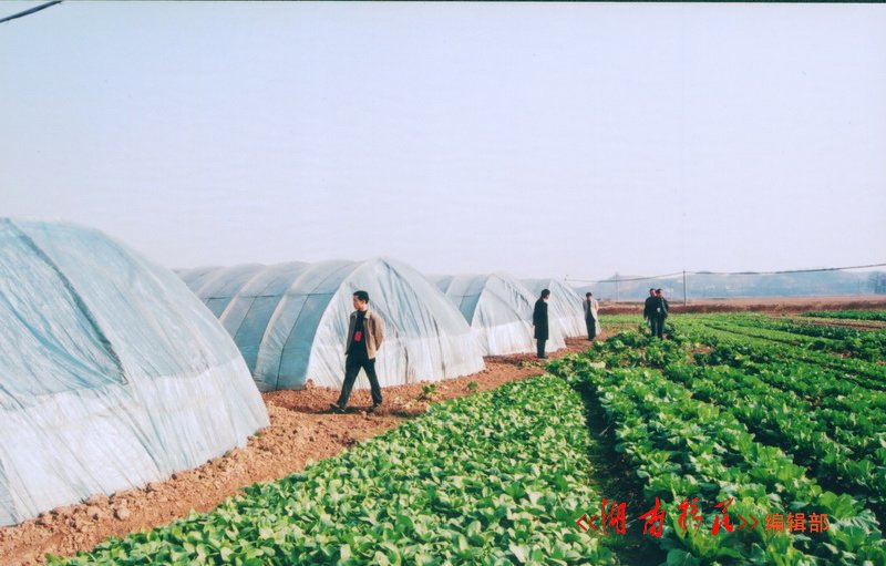 衡南县三峡移民创办的大棚蔬菜基地